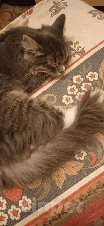 Кошки в Москве: Сибирская молодая ФиФа — жертва жестокого обращения в дар Девочка, Бесплатно - фото 2