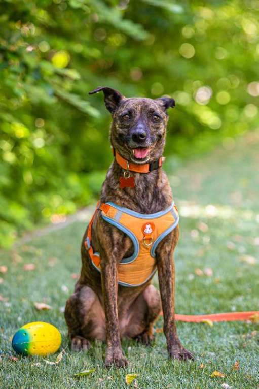 Собаки в Москве: Ласковая метис уиппета Тигра в добрые руки Девочка, 1 руб. - фото 4