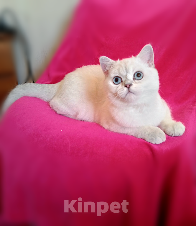 Кошки в Санкт-Петербурге: Котенок британской шиншиллы. Мальчик, 35 000 руб. - фото 3
