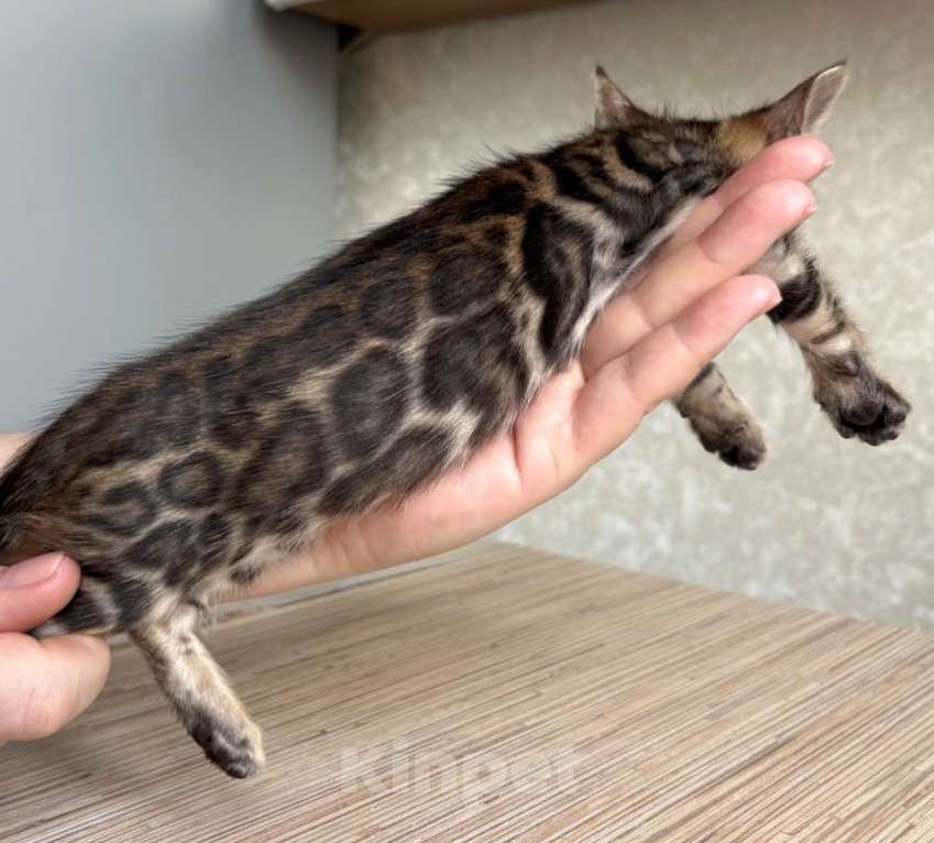 Кошки в Москве: Клубные бенгальские котята-мальчик Мальчик, 60 000 руб. - фото 1