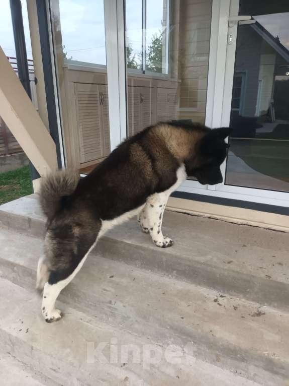 Собаки в других городах Московской области: Американская акита, вязка Мальчик, 10 000 руб. - фото 6