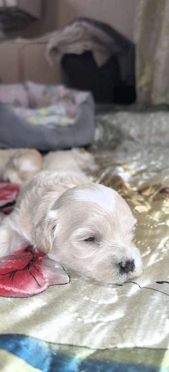 Собаки в Тюмени: Мальтипу f1 Девочка, 90 000 руб. - фото 10