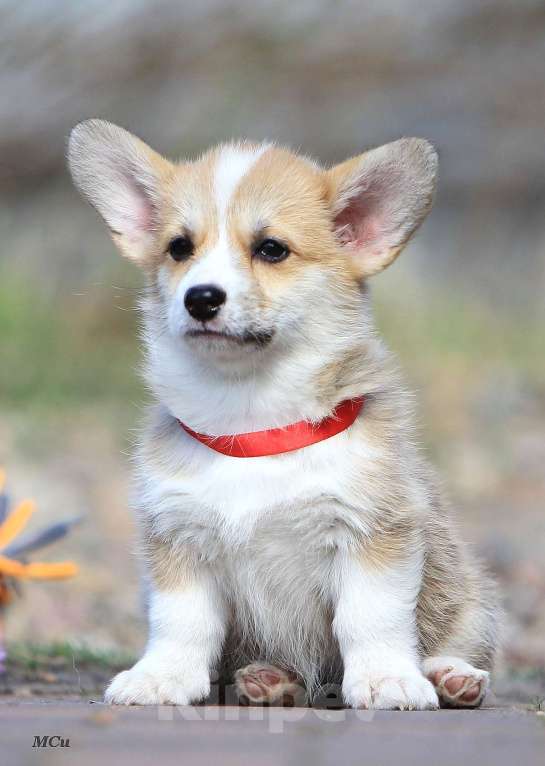 Собаки в Раменском: Девочка Вельш корги пемброк  Девочка, 60 000 руб. - фото 4