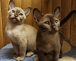 Кошки в Зеленограде: Котята европейской бурмы Мальчик, 40 000 руб. - фото 1