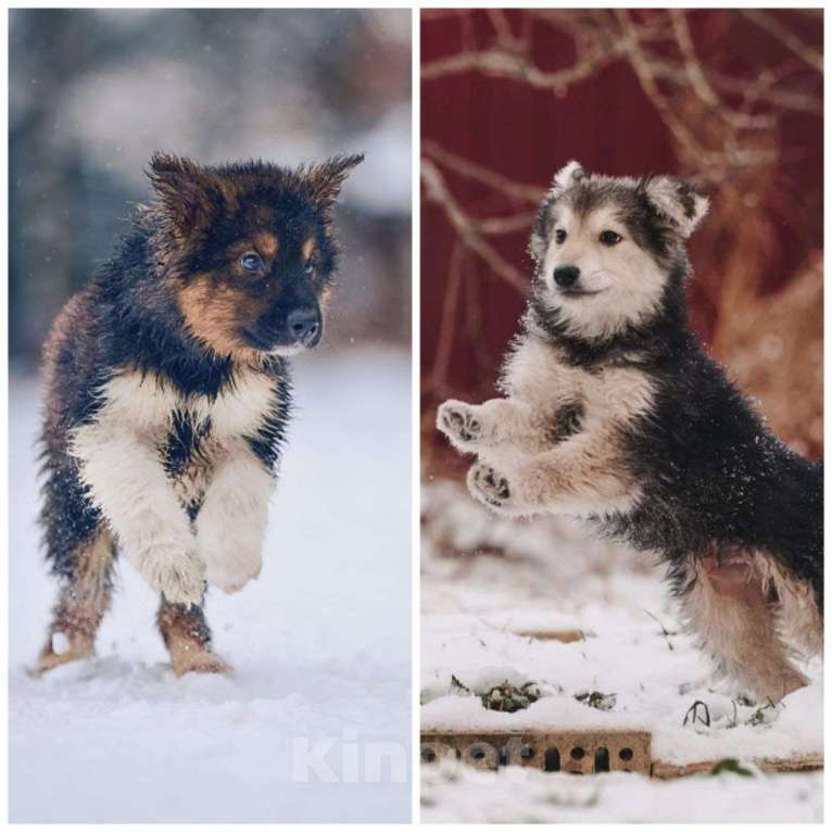 Собаки в Наро-Фоминске: Потап и Вайс ищут семью Мальчик, Бесплатно - фото 5