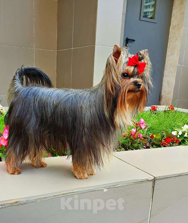 Собаки в Москве: МАЛЬЧИК МЕЛКИЙ СТАНДАРТ РКФ Мальчик, 40 руб. - фото 9