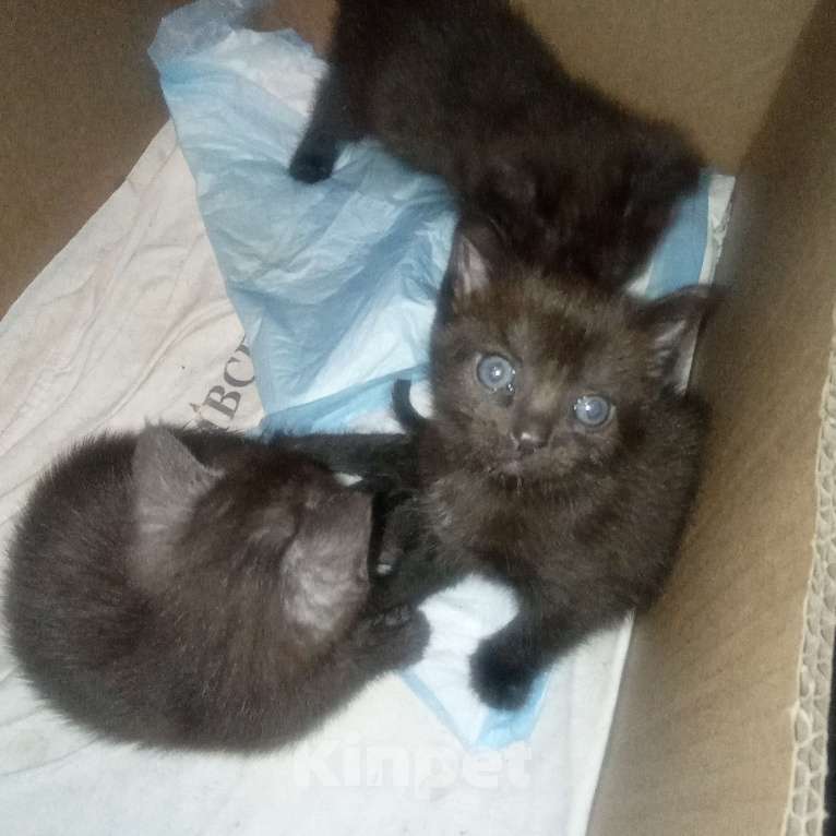 Кошки в Екатеринбурге: Котята Девочка, 100 руб. - фото 5