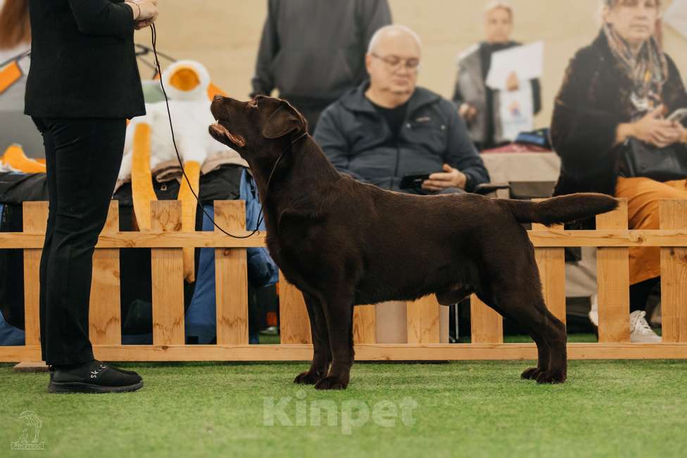 Собаки в Жуковском: Щенок лабрадора, РКФ Девочка, 65 000 руб. - фото 7