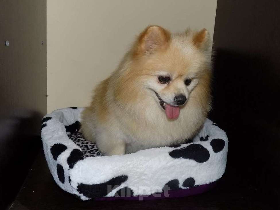 Собаки в Москве: Немецкий шпиц, взрослый мальчик Мальчик, 20 000 руб. - фото 3