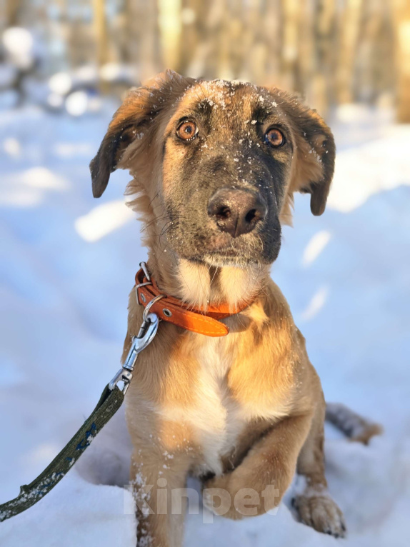 Собаки в Москве: Щенок ищет дом Мальчик, Бесплатно - фото 1