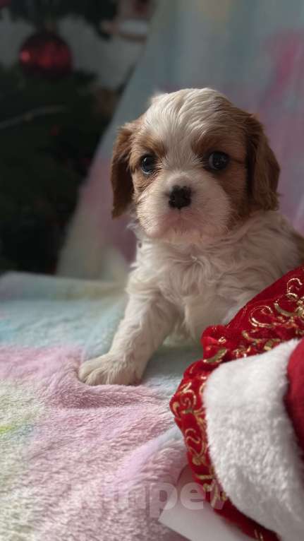 Собаки в Москве: Кавалер Кинг Чарльз спаниель мальчик и девочка Мальчик, 50 000 руб. - фото 8