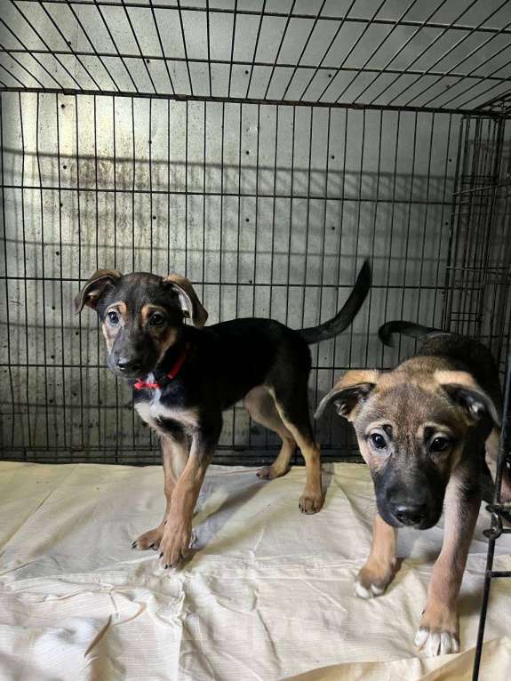 Собаки в Ногинске: Две сестрёнки ищут дом Девочка, Бесплатно - фото 2