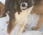 Собаки в Кемерово: Щенок - будущая охрана Девочка, Бесплатно - фото 1