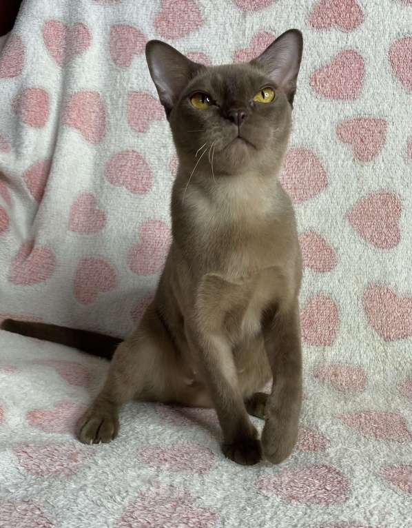 Кошки в Дмитрове: Шоколадная бурманская девочка Оливия Девочка, 20 000 руб. - фото 2