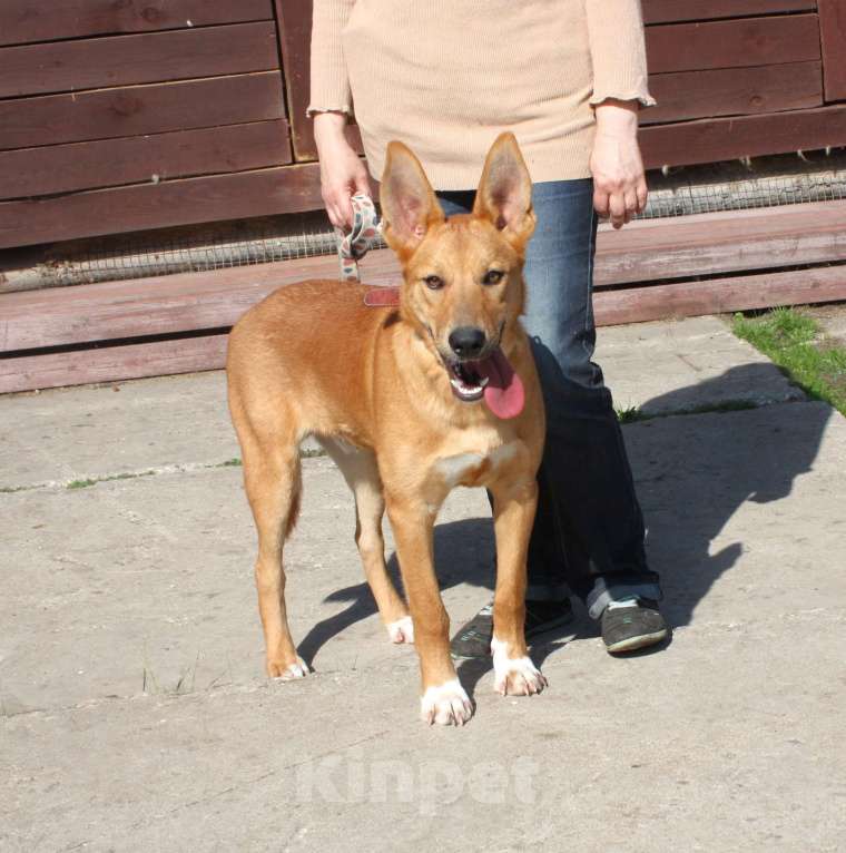 Собаки в Москве: Красавчик Лео очень хочет домой Мальчик, Бесплатно - фото 2