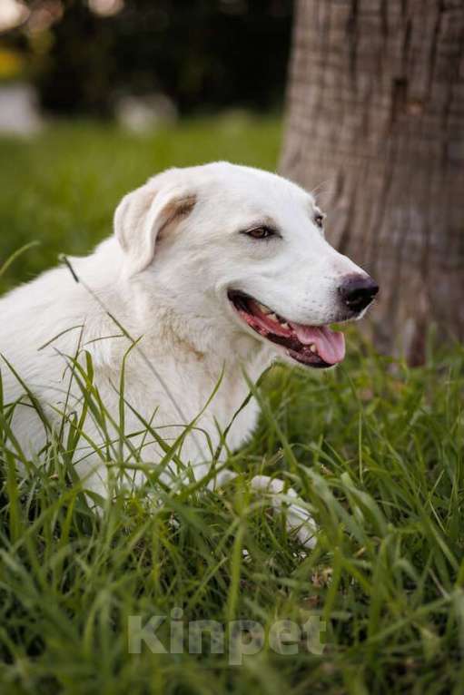 Собаки в Москве: Чудесный пес Беляш ищет семью. Мальчик, Бесплатно - фото 2