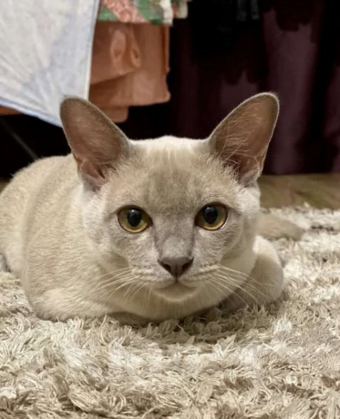 Кошки в Санкт-Петербурге: Европейские бурманские котята Разнополые, 35 000 руб. - фото 7