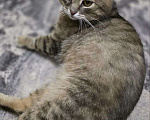 Кошки в Москве: Котик Луня ищет дом  Мальчик, Бесплатно - фото 6