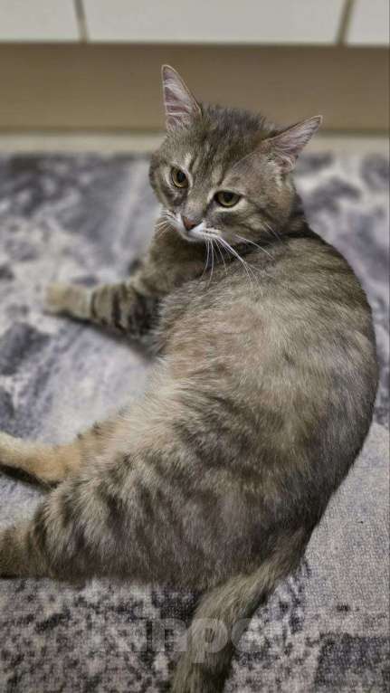 Кошки в Москве: Котик Луня ищет дом  Мальчик, Бесплатно - фото 6