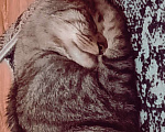Кошки в Краснодаре: Кошка Мила в хорошие руки Девочка, 1 руб. - фото 2