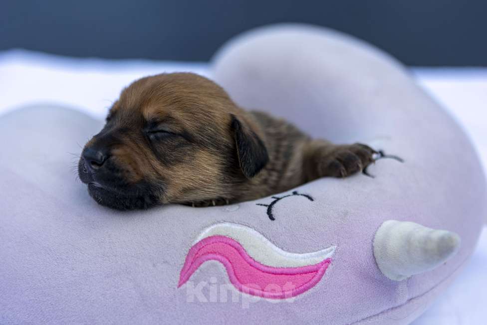 Собаки в Москве: Щенячья команда ищет самых лучших людей Девочка, Бесплатно - фото 6