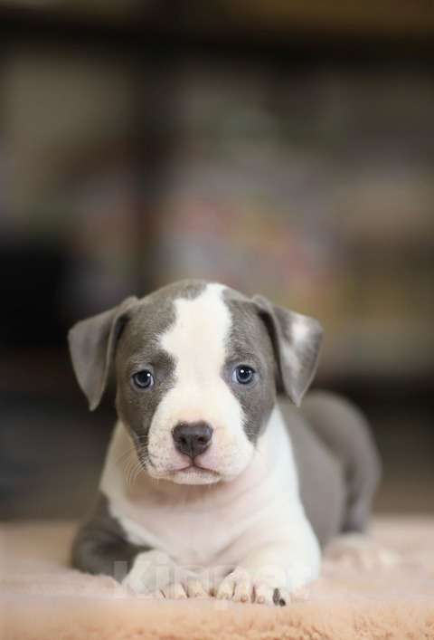 Собаки в Москве: Голубые щенки амстаффа из питомника Мальчик, 120 000 руб. - фото 5