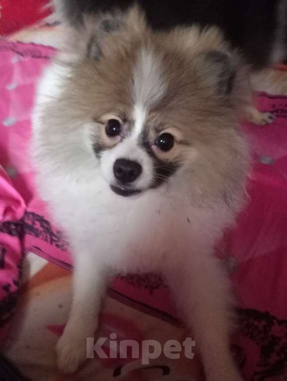 Собаки в Санкт-Петербурге: Померанский шпиц щенок Мальчик, 30 000 руб. - фото 4