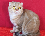 Кошки в Москве: в добрые руки золотая мраморная кошка Девочка, Бесплатно - фото 2