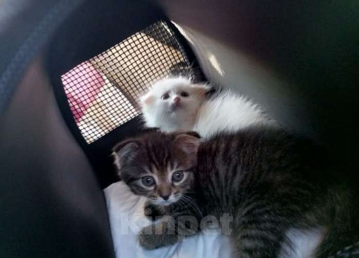 Кошки в Москве: Шотландский вислоухий белый котенок Девочка, 5 000 руб. - фото 6