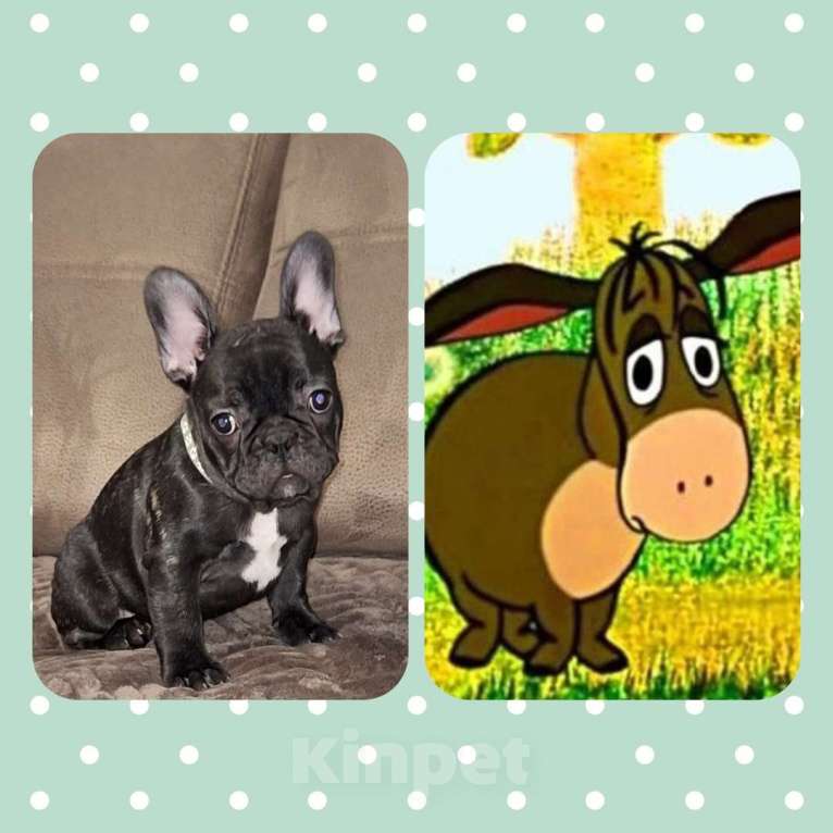 Собаки в Щелково: Мальчик-красавчик Мальчик, Бесплатно - фото 1