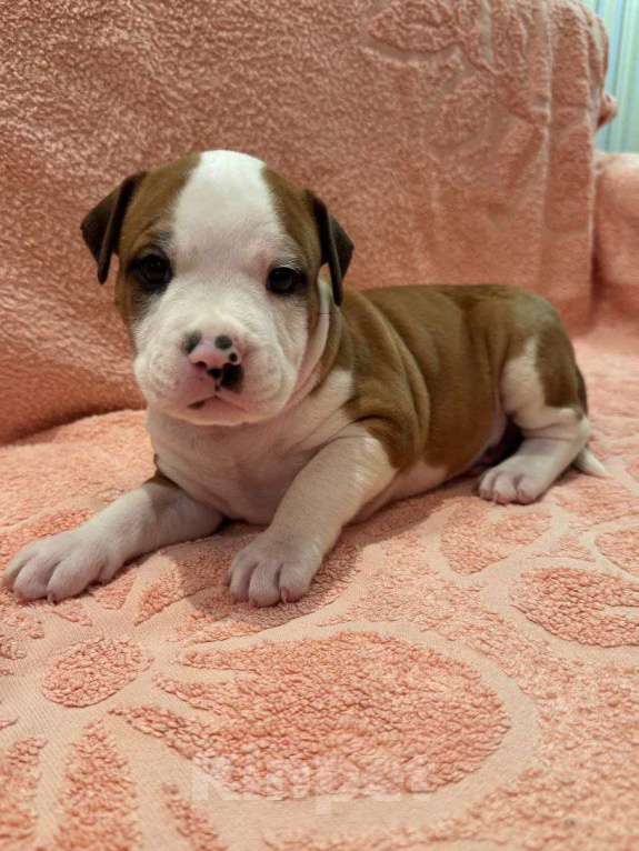 Собаки в Саратове: Щенки от титулованных родителей Мальчик, 50 000 руб. - фото 6