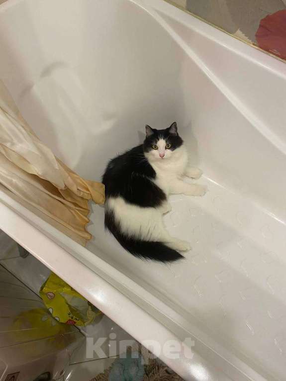 Кошки в Белоозёрском: Потерялся чёрно-белый кот! Мальчик, Бесплатно - фото 2