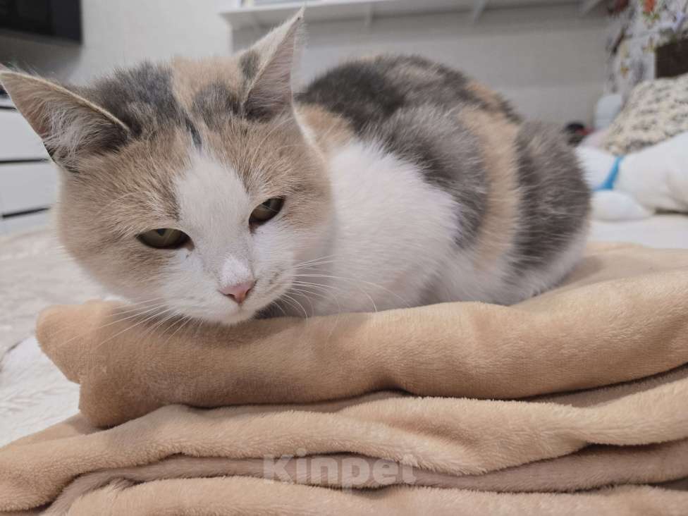 Кошки в Семикаракорске: Красавица кошка  Девочка, Бесплатно - фото 4