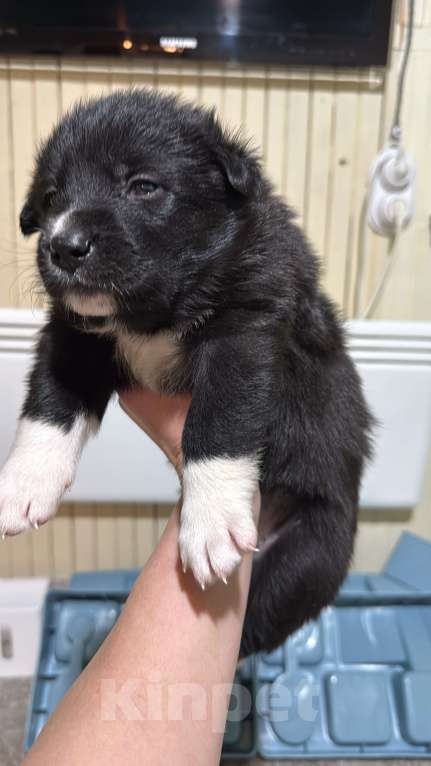 Собаки в других городах Московской области: Дакота Девочка, 100 руб. - фото 1