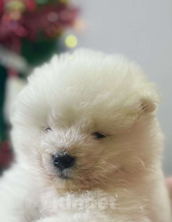 Собаки в Казани: Самоед Девочка, 60 000 руб. - фото 1