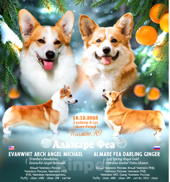 Собаки в Пензе: Юмми Девочка, Бесплатно - фото 5