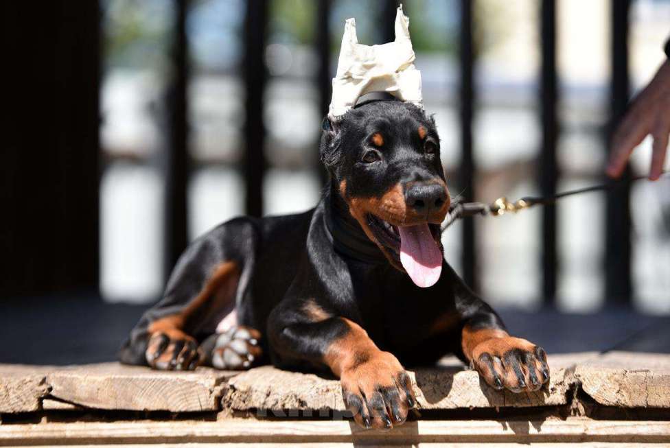 Собаки в Голицыно: Щенки добермана Мальчик, 100 000 руб. - фото 4