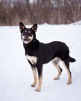 Агата ищет свой дом