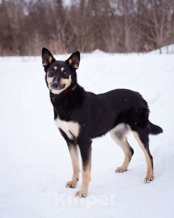 Собаки в Москве: Агата ищет свой дом Девочка, Бесплатно - фото 1