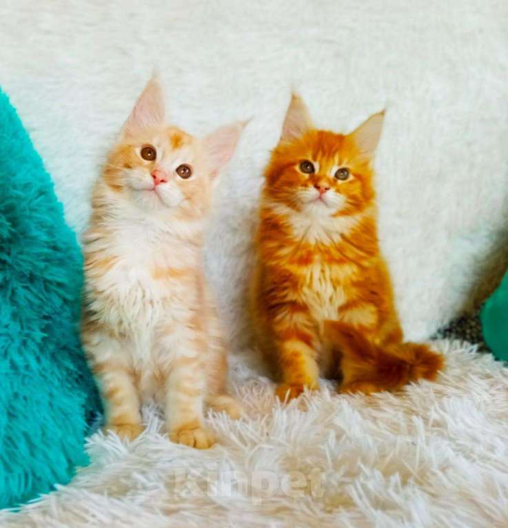 Кошки в Кингисеппе: Мейн куны рыжие морды, 10 000 руб. - фото 1