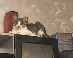 Кошки в Красногорске: Котенок 5 месяцев Мальчик, Бесплатно - фото 3