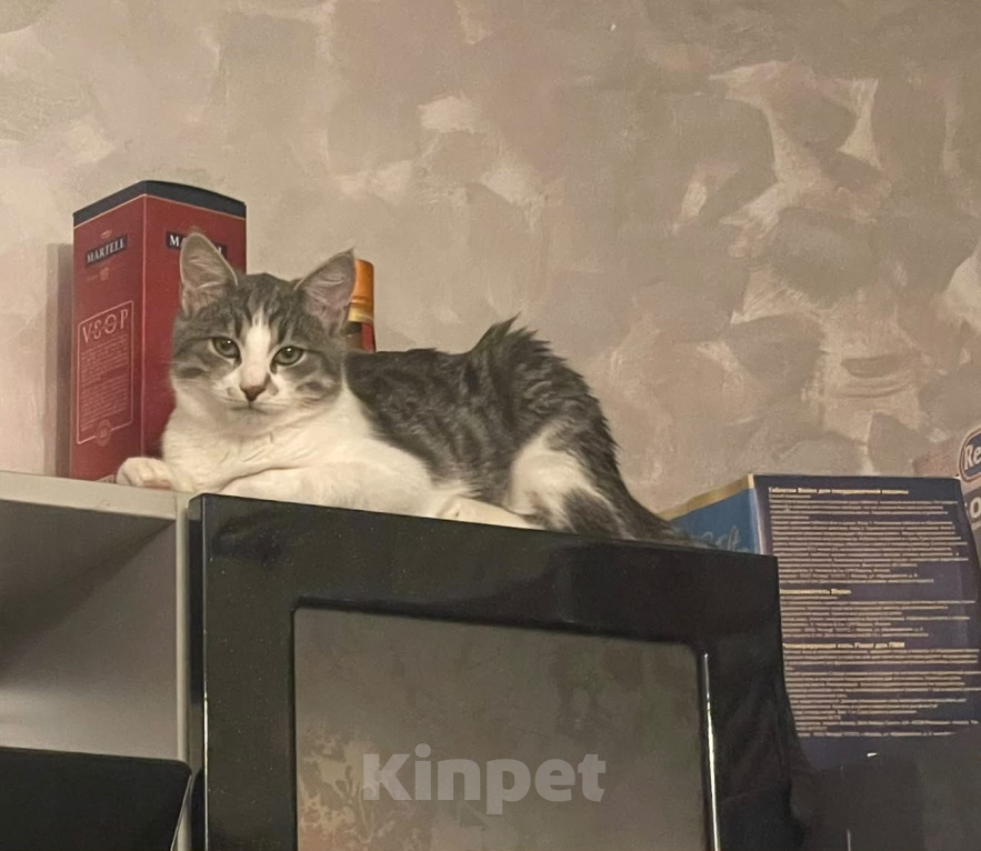 Кошки в Красногорске: Котенок 5 месяцев Мальчик, Бесплатно - фото 3