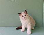 Кошки в Пензе: Котёнок породы Рэгдолл - Brain Мальчик, 65 000 руб. - фото 8