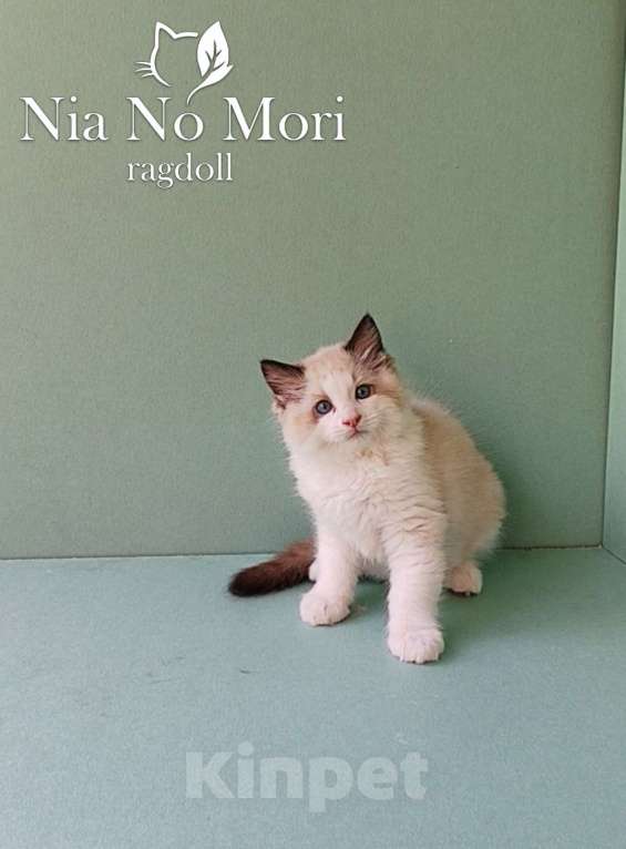 Кошки в Пензе: Котёнок породы Рэгдолл - Brain Мальчик, 65 000 руб. - фото 8