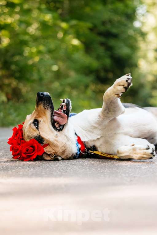 Собаки в Москве: Хонда , это собака с характером «Праздник вопреки»  Девочка, Бесплатно - фото 5