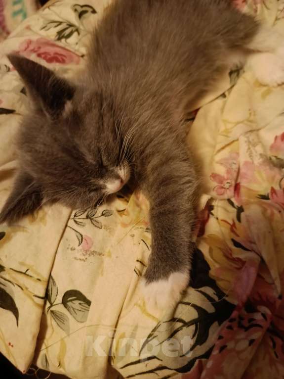 Кошки в Москве: котенок в добрые руки Девочка, 100 руб. - фото 3
