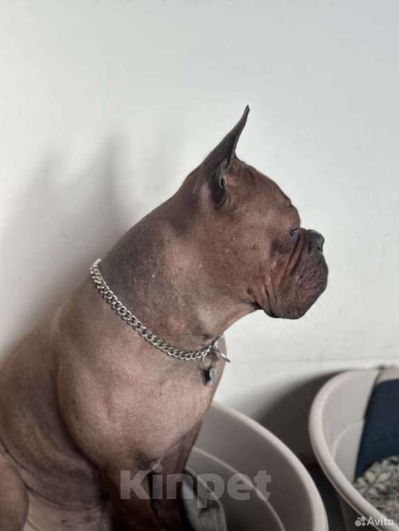 Собаки в Москве: Китайский чунцин Мальчик, 250 000 руб. - фото 6