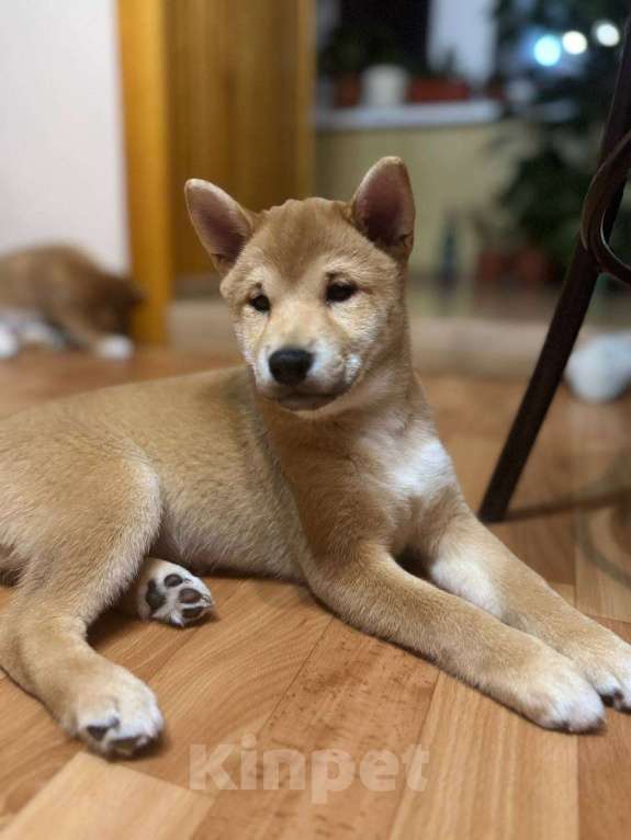 Собаки в Тюмени: Девочки породы Сиба ину Девочка, 35 000 руб. - фото 1