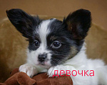 Собаки в Люберцах: папийон девочка Девочка, Бесплатно - фото 3