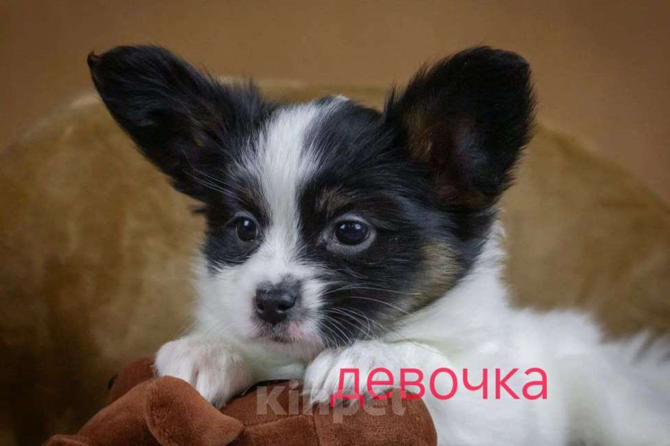 Собаки в Люберцах: папийон девочка Девочка, Бесплатно - фото 3
